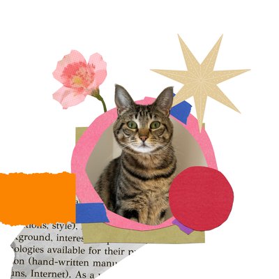 とらねこ